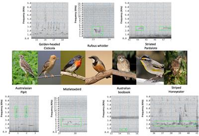 A Convolutional Neural Network Bird Species Recognizer Built From Little Data by Iteratively Training, Detecting, and Labeling